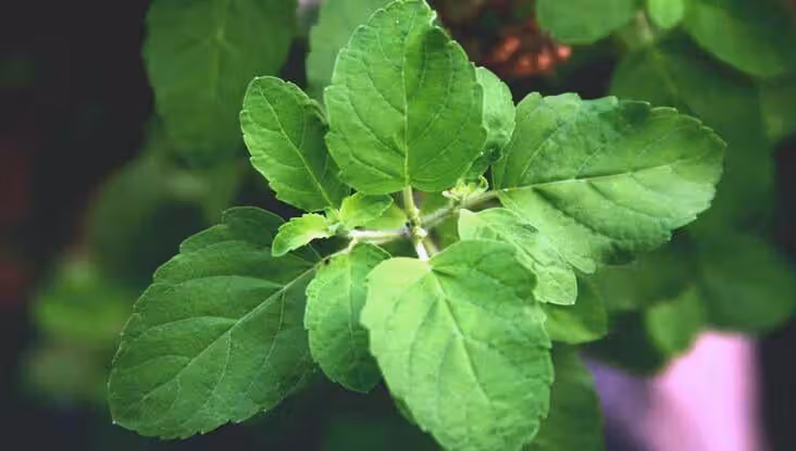 Tulsi (Ocimum sanctum) as a bioactive herb in wound repair and infection prevention